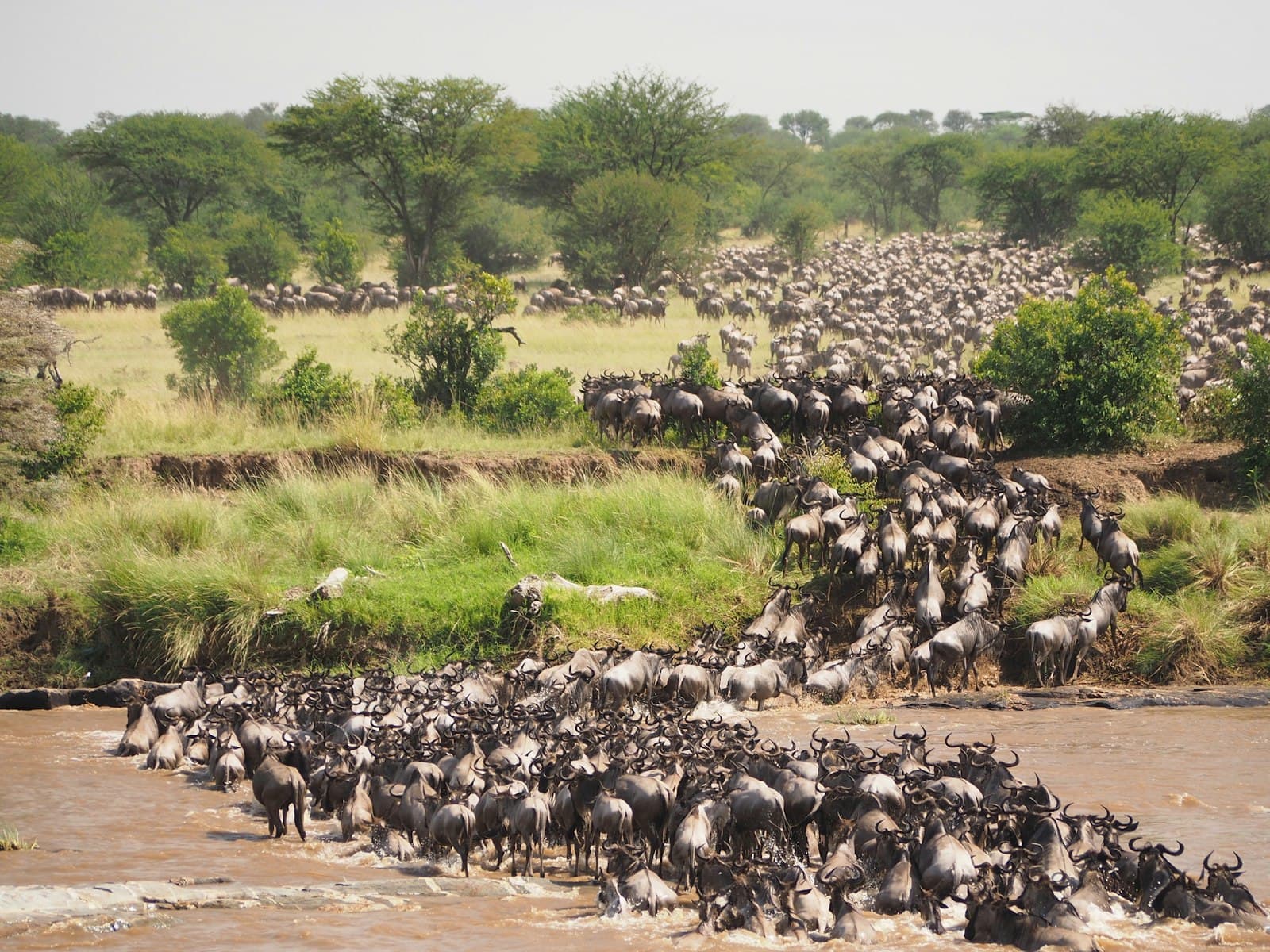 Great Migration Safari — Kenya & Tanzania